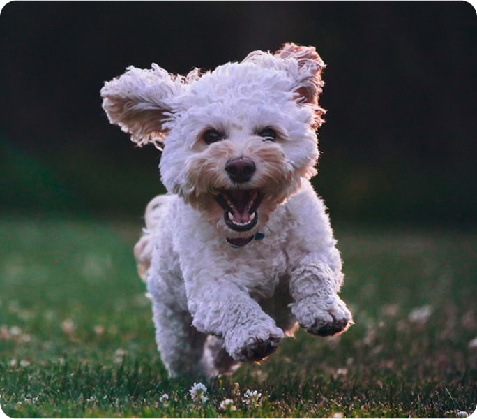 Cuándo debería llevar a mi mascota a una consulta dermatológica?