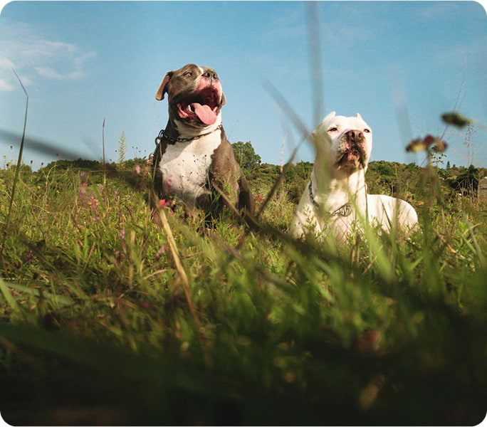 Qué tan comunes son los problemas dermatológicos en mascotas?