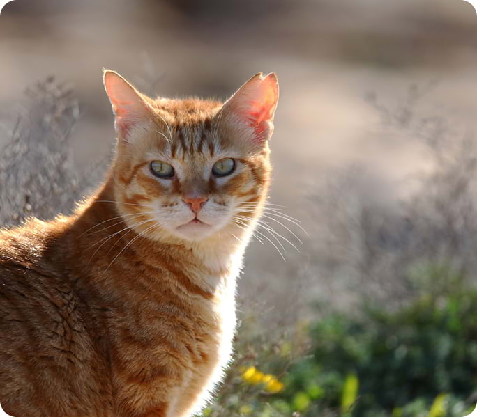 Qué pasa si mi mascota tiene sobrepeso o bajo peso?