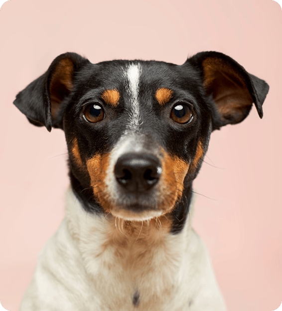 Nutricion para mascotas