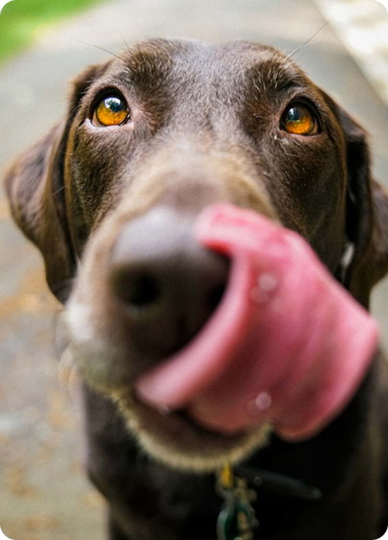 Nutridermvet - Nutrición